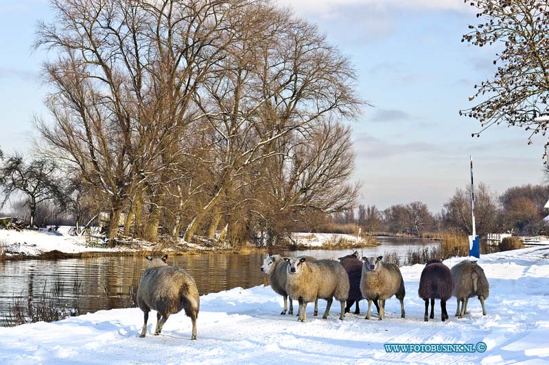 10121801.jpg - FOTOOPDRACHT:Dordrecht:18-12-2010:Boeren moeten gewoon door de schapen staan in de sneeuw dit leverd werk op voor de boeren maar ook zeer mooie landschap plaatjes bij de Ottosluis te DordrechtDeze digitale foto blijft eigendom van FOTOPERSBURO BUSINK. Wij hanteren de voorwaarden van het N.V.F. en N.V.J. Gebruik van deze foto impliceert dat u bekend bent  en akkoord gaat met deze voorwaarden bij publicatie.EB/ETIENNE BUSINK